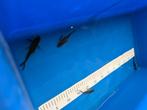 !SALE! Butterfly KOI, Karper of Koi