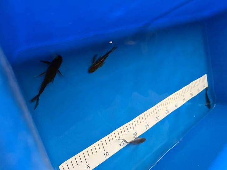 !SALE! Butterfly KOI, Dieren en Toebehoren, Vissen | Vijvervissen, Karper of Koi