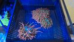Sunburst bubble tip anemone, Vis