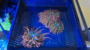 Sunburst bubble tip anemone beschikbaar voor biedingen