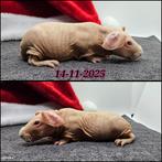 Skinny zeugje, Dieren en Toebehoren, Cavia, Vrouwelijk, November, Tam