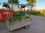 Moestuinplantjes! Groenten, bloemen & kruiden!, Tuin en Terras, Planten | Tuinplanten, Ophalen, Volle zon, Groenteplanten, Eenjarig
