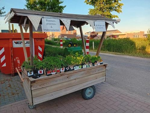 Moestuinplantjes! Groenten, bloemen & kruiden!, Tuin en Terras, Planten | Tuinplanten, Eenjarig, Groenteplanten, Volle zon, Zomer