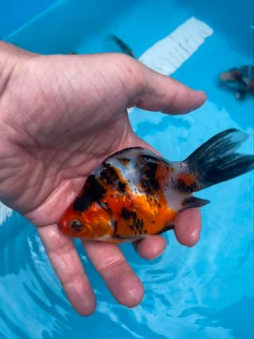 TAMASABA Japanse  Goudvis 8-12 cm beschikbaar voor biedingen