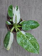 Philodendron Jose Buono Variegata p12 (1), Overige soorten, Minder dan 100 cm, Ophalen of Verzenden, Halfschaduw