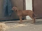 Rhodesian ridgeback pups, CDV (hondenziekte), 8 tot 15 weken, Meerdere, Nederland