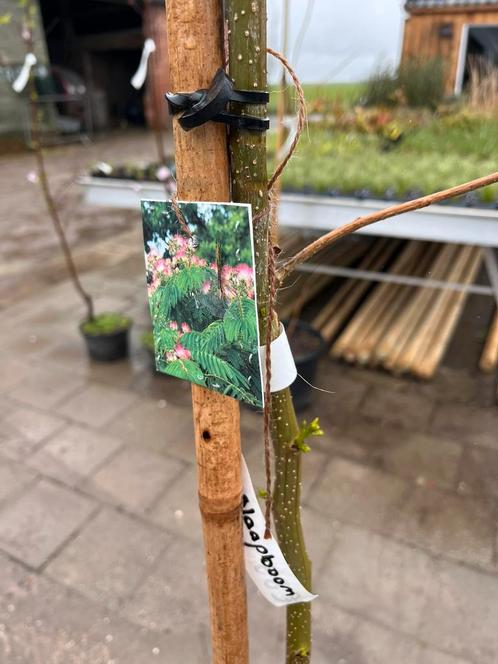 Perzische slaapboom, zijdeboom, Albizia julibrissin Ø 6/8cm, Tuin en Terras, Planten | Bomen, Ophalen of Verzenden