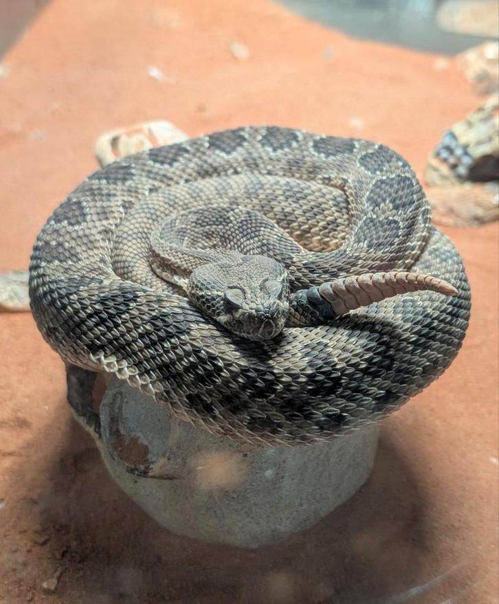 Crotalus Viridis Viridis (Prairie rattlesnake)