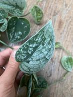 Scindapsus silvery ann, Huis en Inrichting, Kamerplanten, Ophalen of Verzenden, Halfschaduw, Minder dan 100 cm