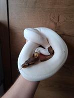 0.1 Cinnamon piebald Konings python/ball python, Dieren en Toebehoren, Slang, Tam, 3 tot 6 jaar