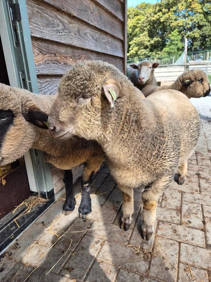 Prachtige hampshire down x poll dorset ram, Dieren en Toebehoren, Schapen, Geiten en Varkens, Schaap, Mannelijk