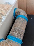 Hamsters te koop, Ophalen, Zo goed als nieuw