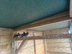 6 vinkjes, Meerdere dieren, Tropenvogel