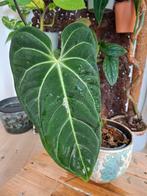anthurium villenaorum x besseae aff, Ophalen of Verzenden, Overige soorten, Minder dan 100 cm