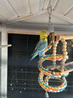 2 Grasparkieten te koop