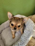 laatste mooie chihauhau pupje reutje., Dieren en Toebehoren, Honden | Chihuahua's en Gezelschapshonden, CDV (hondenziekte), 8 tot 15 weken
