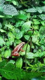 Gezocht  gifkikkers tricolor (omgeving parkstad), Dieren en Toebehoren, Amfibie, 0 tot 2 jaar