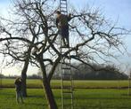 Workshop / cursus snoeien fruitbomen thuis (appelboom, etc.), Tuin en Terras, Planten | Fruitbomen, Ophalen of Verzenden