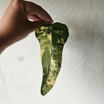 Philodendron Domesticum variegata stekken beschikbaar voor biedingen