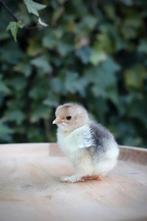 🐣 Cochin kriel eendagskuikens 🐣, Dieren en Toebehoren, Pluimvee, Geslacht onbekend, Kip