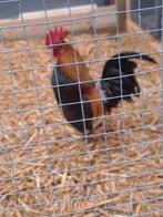 Jonge raszuivere serama krielhaan, Dieren en Toebehoren, Pluimvee, Vrouwelijk, Kip