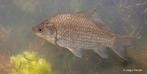 Giebels (Carassius gibelio) te koop [ca. 10 cm], Dieren en Toebehoren, Vissen | Vijvervissen, Karper of Koi