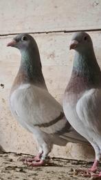 kleurpostduiven, Dieren en Toebehoren, Vogels | Duiven, Geslacht onbekend, Postduif