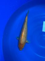 Aragoke Karashigoi, Dieren en Toebehoren, Vissen | Vijvervissen, Karper of Koi