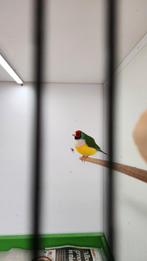 Gouldamadines, Meerdere dieren