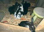 Jonge konijnen Lotharingen x nieuw zeelander, Dieren en Toebehoren, Reptielen en Amfibieën