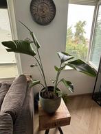 Strelitzia, Ophalen, Overige soorten