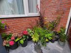 25 vaste planten, Ophalen, Zomer, Overige soorten