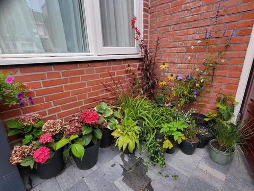 25 vaste planten, Tuin en Terras, Planten | Tuinplanten, Overige soorten, Zomer, Ophalen