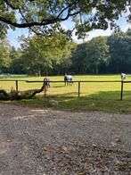 1 box vrij, Weidegang