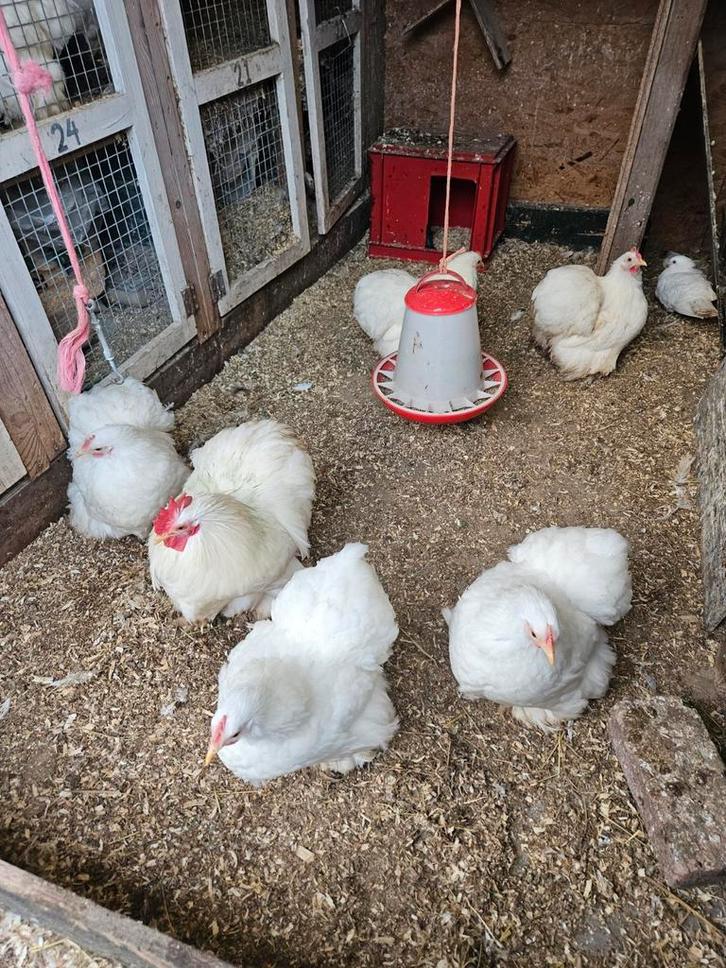 Toom cochin kriel wit, Dieren en Toebehoren, Pluimvee, Kip, Meerdere dieren