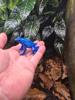 Gifkikkers geschilderd met de hand, Dieren en Toebehoren, Reptielen en Amfibieën, Amfibie
