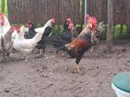 Broedeieren leghorn, Dieren en Toebehoren, Ophalen of Verzenden
