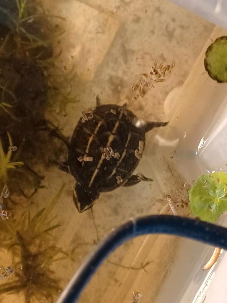 Kinosternon baurii schildpad klein blijvend