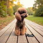 Dekreu | 26cm | toy poedel | toypoedel | volledig getest |, Dieren en Toebehoren, Particulier, Rabiës (hondsdolheid), Reu, 1 tot 2 jaar