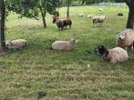 9 engelse texelaar fokooien stamboek en zwoegervrij, Dieren en Toebehoren, Meerdere dieren, Schaap