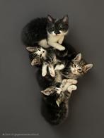 Ragdoll kittens, Meerdere dieren, Ontwormd