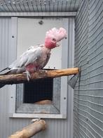 Rose kaketoe, Dieren en Toebehoren, Mannelijk, Papegaai, Geringd