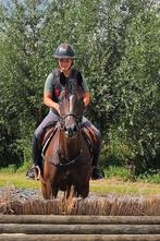 Waanzinnig stoere lieve all-rounder 10jarige merrie, Dieren en Toebehoren, Paarden, Merrie, Gechipt, L, 7 tot 10 jaar