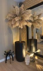 Pampas boom, Ophalen, Binnen, Zevenhuizen, Lvkvazen