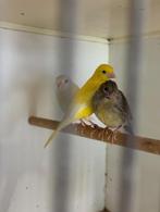 Raza Espanol, Dieren en Toebehoren, Vogels | Kanaries, Meerdere dieren, Zangkanarie