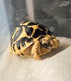 Indische sterschildpad (Geochelone Elegans) – jonge nakweek, Schildpad, 0 tot 2 jaar