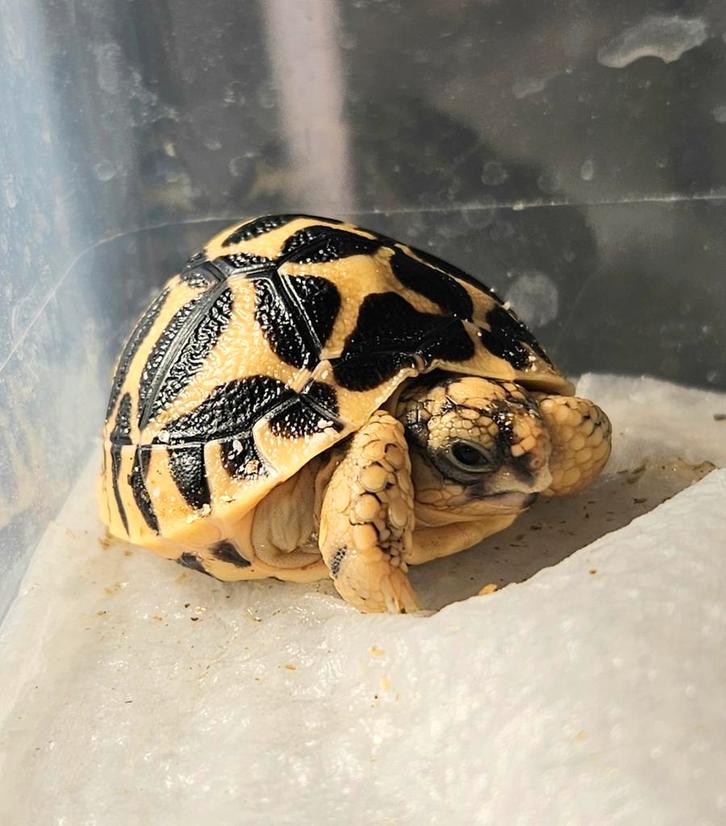 Indische sterschildpad (Geochelone Elegans) – jonge nakweek, Dieren en Toebehoren, Reptielen en Amfibieën, Schildpad, 0 tot 2 jaar