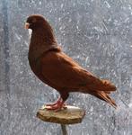 Til duiven, Meerdere dieren, Postduif
