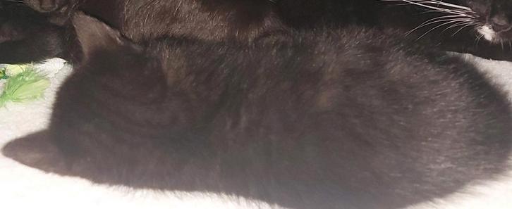 Kittens, Dieren en Toebehoren, Kattenmanden, Ophalen