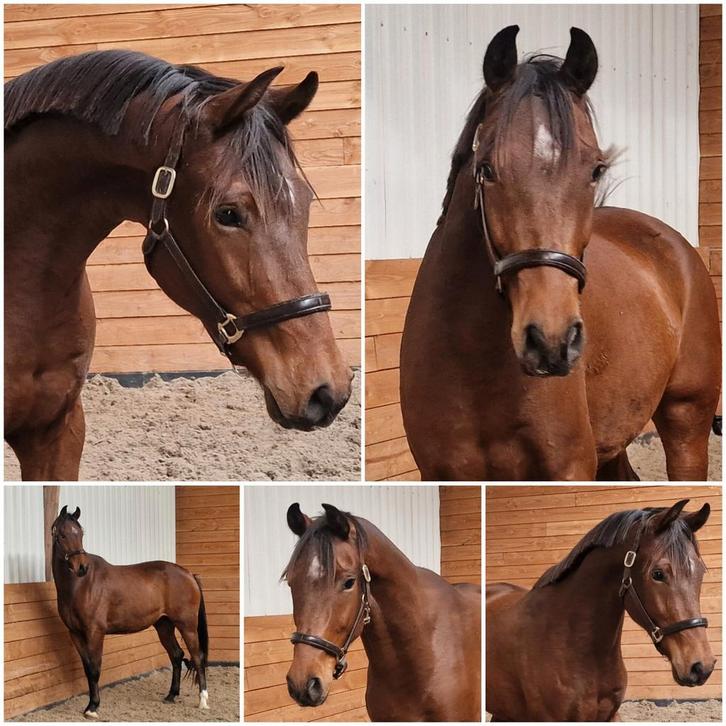 Supergave 3 jarige dressuurgefokte ruin, scherp geprijsd!, Dieren en Toebehoren, Paarden, Ruin, Onbeleerd, 165 tot 170 cm, 3 tot 6 jaar